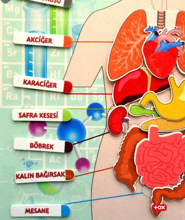 2 Set - 69 Parça  İç Organlar ve Takvimi Öğreniyorum Keçe Cırtlı Duvar Panoları , Eğitici Oyuncak - 4