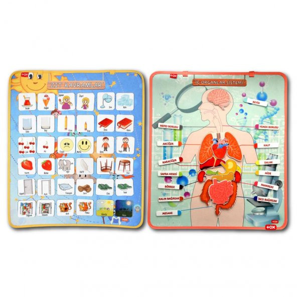 2 Set - 62 Parça  İç Organlar ve Zıt Kavramlar Keçe Cırtlı Duvar Panoları , Eğitici Oyuncak - 6