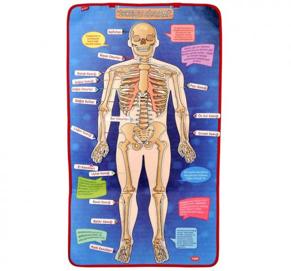 3 Set -106 Parça  İç Organlar , İskelet  Sistemi ve Takvimi Öğreniyorum Keçe Cırtlı Duvar Panoları , Eğitici Oyuncak - 9