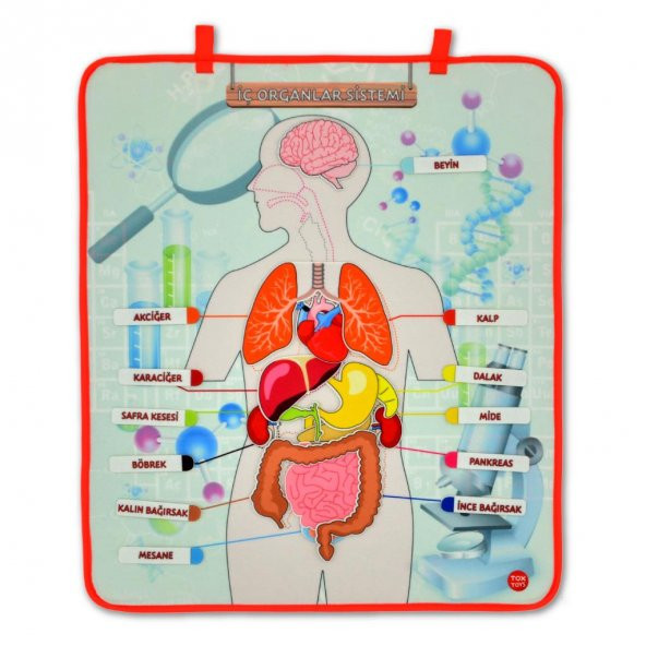 3 Set -106 Parça  İç Organlar , İskelet  Sistemi ve Takvimi Öğreniyorum Keçe Cırtlı Duvar Panoları , Eğitici Oyuncak - 10