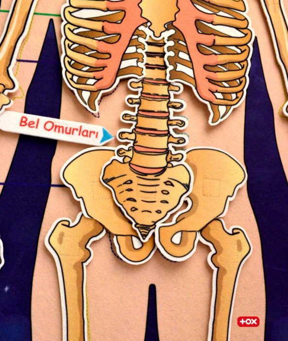 3 Set -106 Parça  İç Organlar , İskelet  Sistemi ve Takvimi Öğreniyorum Keçe Cırtlı Duvar Panoları , Eğitici Oyuncak - 12