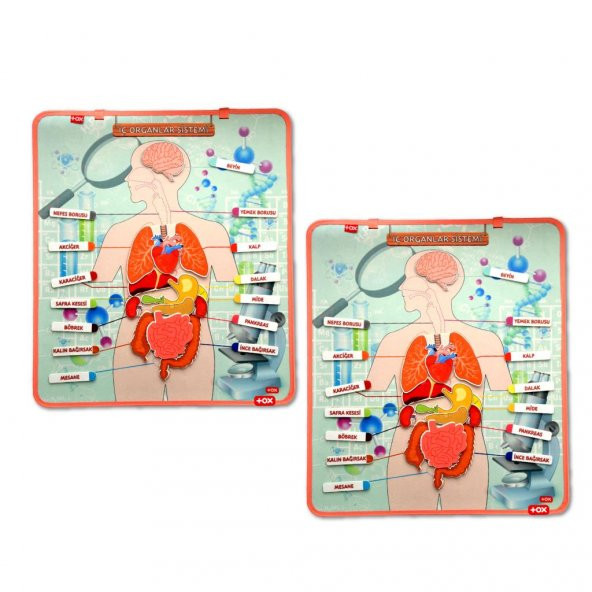 2 Set - 52 Parça İç Organlar Sistemi Keçe Duvar Panoları , Eğitici Oyuncak - 6