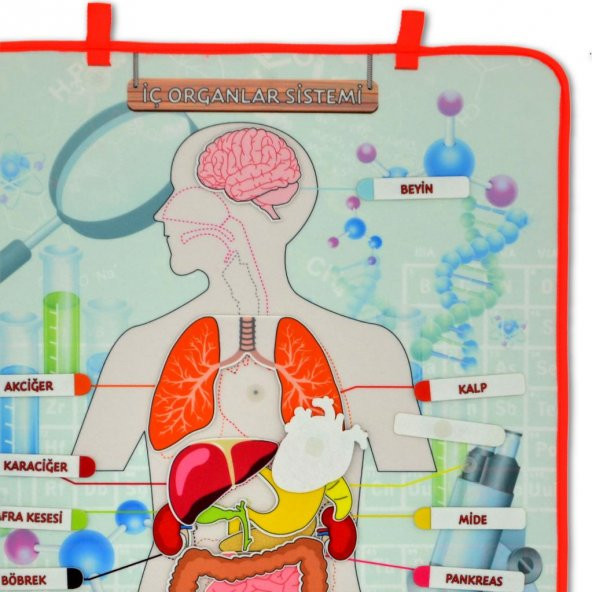 2 Set - 52 Parça İç Organlar Sistemi Keçe Duvar Panoları , Eğitici Oyuncak - 7