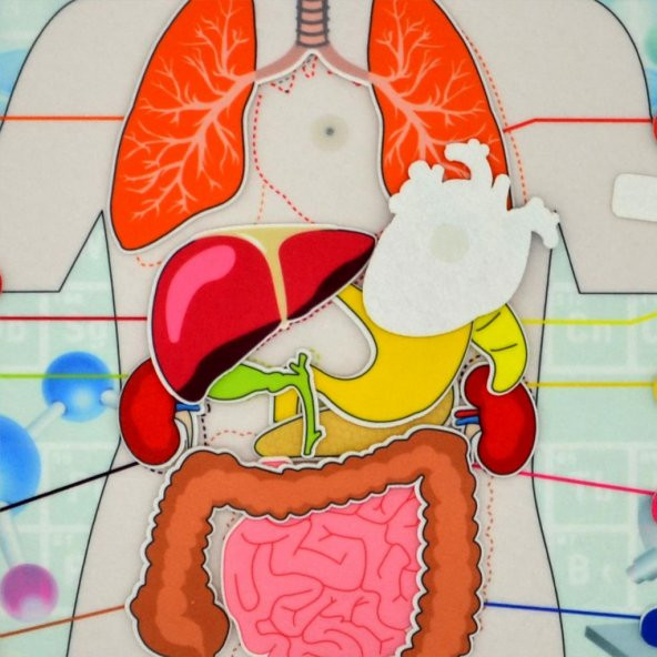 2 Set - 52 Parça İç Organlar Sistemi Keçe Duvar Panoları , Eğitici Oyuncak - 9