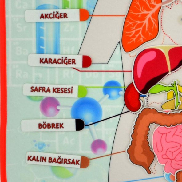 2 Set - 52 Parça İç Organlar Sistemi Keçe Duvar Panoları , Eğitici Oyuncak - 10
