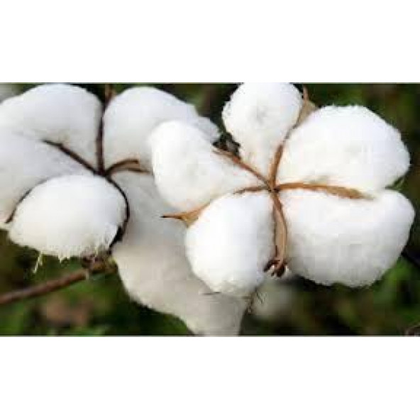 Süper Paket Pamuk Tohumu İthal Tohum 2000 Tohum + Hediye Tohum - 2