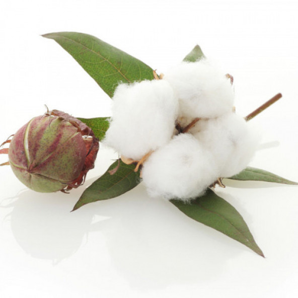 Süper Paket Pamuk Tohumu İthal Tohum 4000 Tohum + Hediye Tohum ürün görseli