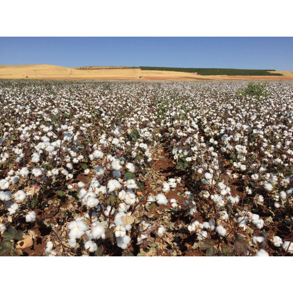 Süper Paket Pamuk Tohumu İthal Tohum 4000 Tohum + Hediye Tohum - Resim 4