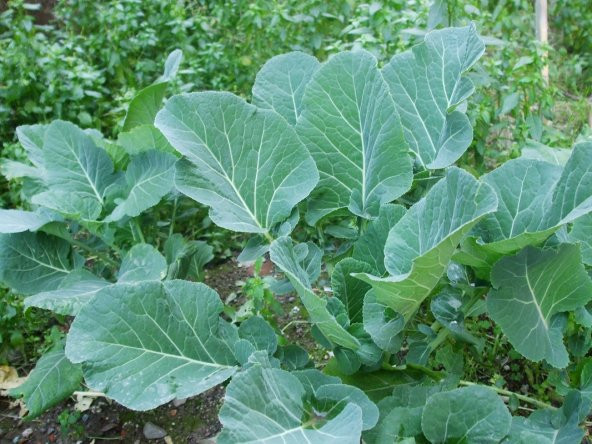 Ata Tohumu Yöresel Kara Lahana Karadeniz Lahanası, Yaprak Lahana 100 Adet Tohum - 3