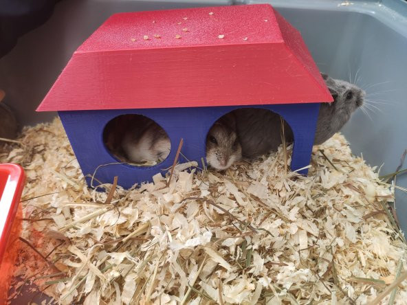 Hamster Evi Plastik Aparat - 5