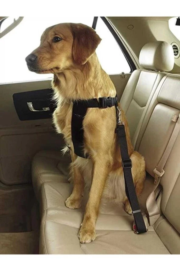 Evcil Hayvan Araç Emniyet Kemeri Kedi Köpek Araba Oto Tasması Oto Aksesuarları Siyah - 6