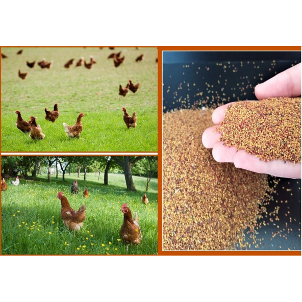 Agrobazaar Ak Üçgül Trifolium Repens Bodur Yonca Tohumu 1 Kg