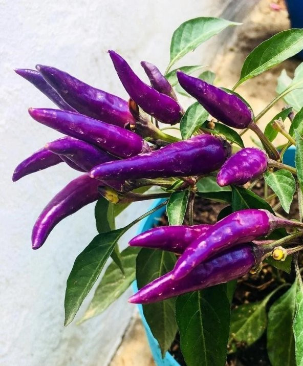 ATA TOHUMU YERLİ DOĞAL ACI MOR CİN BİBERİ 100 ADET TOHUM - 4