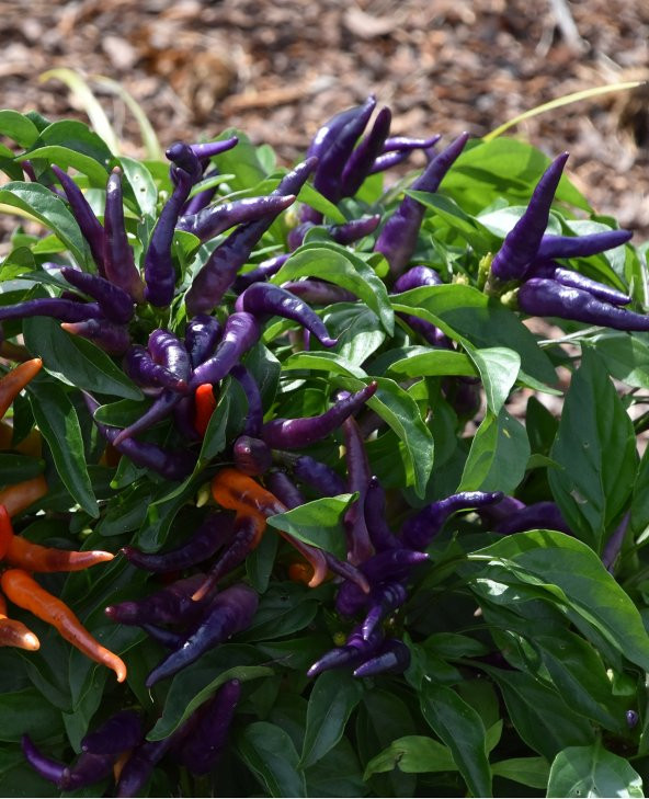 ATA TOHUMU YERLİ DOĞAL ACI MOR CİN BİBERİ 100 ADET TOHUM