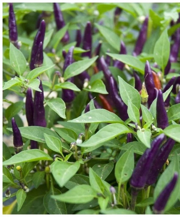 ATA TOHUMU YERLİ DOĞAL ACI MOR CİN BİBERİ 100 ADET TOHUM - 2