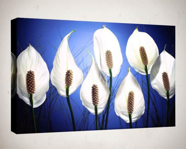 Kanvas Tablo - 35x50 cm  - Çiçek Resimleri  - C133