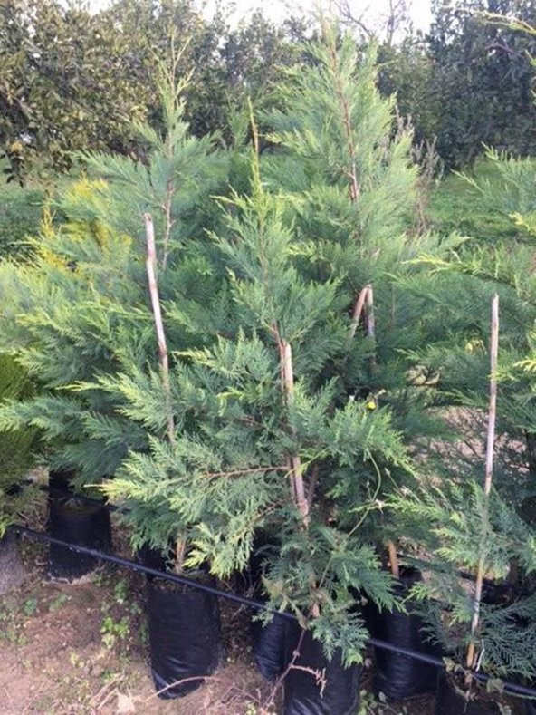 Tüplü Leylandi Fidanı (120-150 Cm) - 3