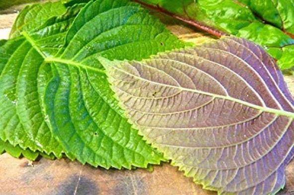 Perilla Yeşil Biftek Otu Tohumu (Shiso Green)