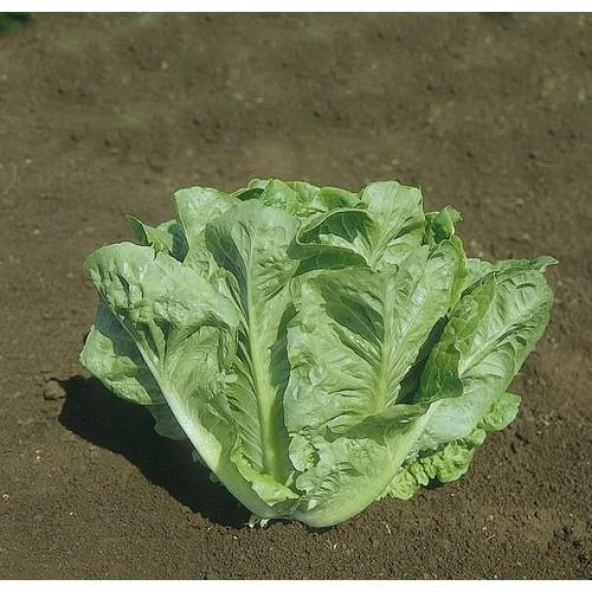 Hobi Tohumu Hazera Genetics Lital Marul 10 Adet ürün görseli 1