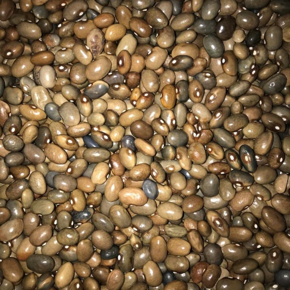 Yerli Sırık Uzun-Enli Turşuluk Fasulye 100 Gr (Boz) ürün görseli 1