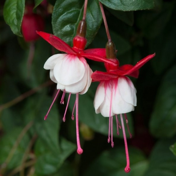 10 Adet B.Kırmızı Küpe Çiçeği Tohumu + 10 Adet Gül Tohumu N11.8169