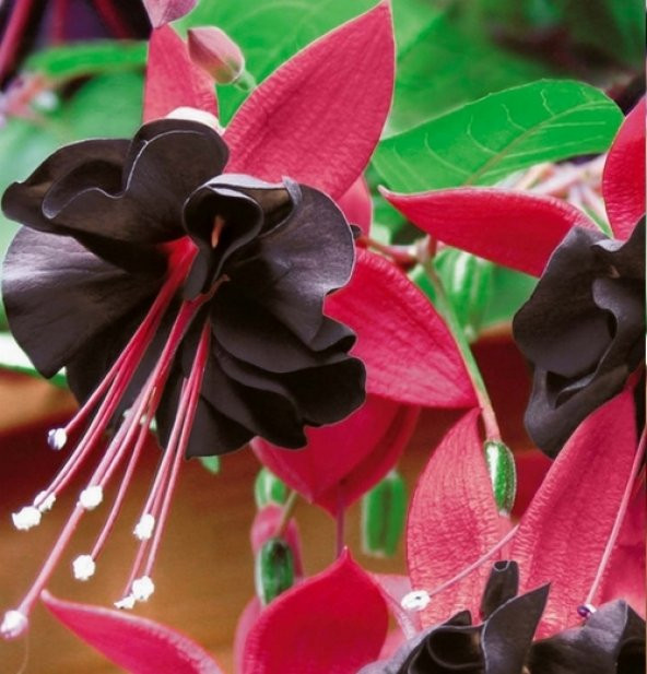 10 Adet S.Pembe Küpe Çiçeği Tohumu + 10 Adet Gül Tohumu