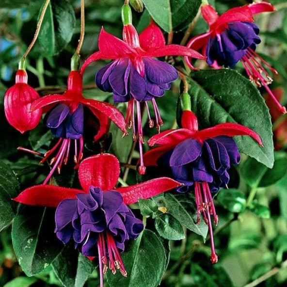 10 Adet K. Mor Küpe Çiçeği Tohumu + 10 Adet Gül Tohumu