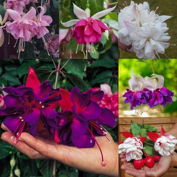 100 Adet Karışık Küpe Çiçeği Tohumu + 10 Adet Gül Tohumu