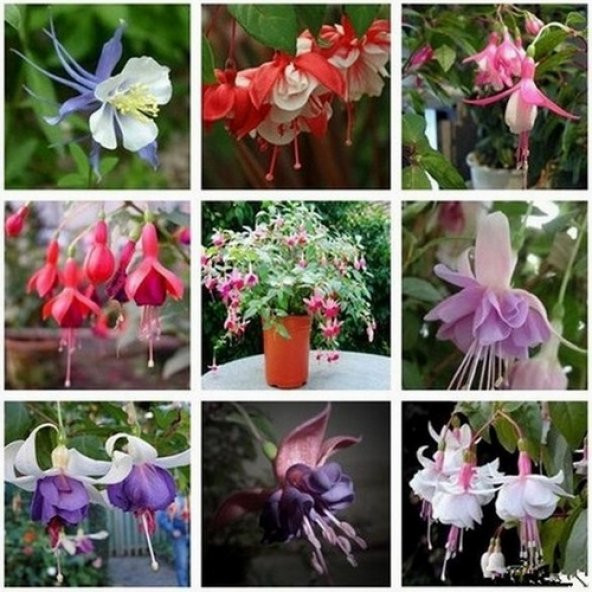 50 Adet Karışık Küpe Çiçeği Tohumu + 10 Adet Gül Tohumu