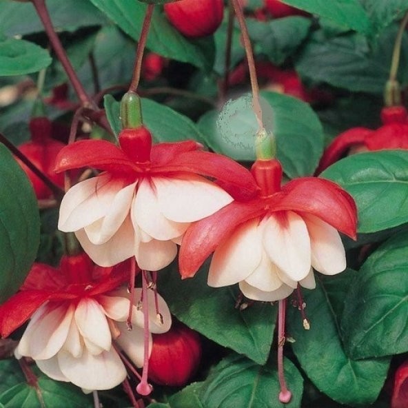 25 Adet K.Beyaz Küpe Çiçeği Tohumu + 10 Adet Gül Tohumu N11.3212