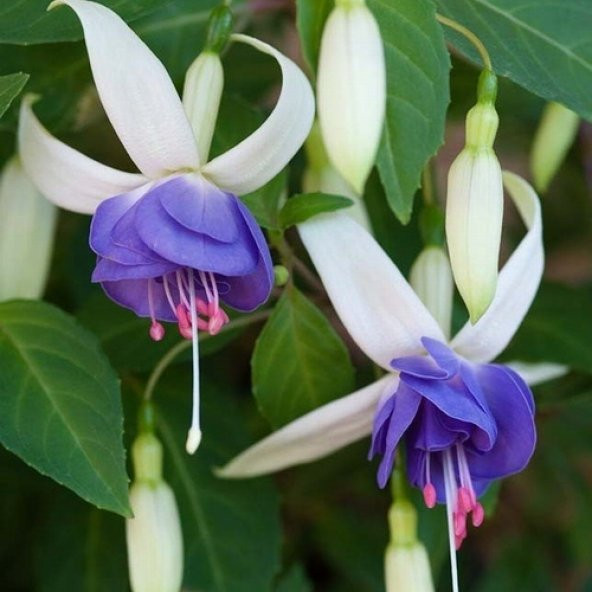 10 Adet Beyaz Mavi Küpe Çiçeği Tohumu + 10 Adet Gül Tohumu