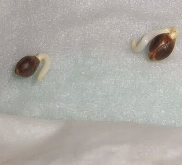 25 Adet Beyaz Küpe Çiçeği Tohumu + 10 Adet Gül Tohumu - 3