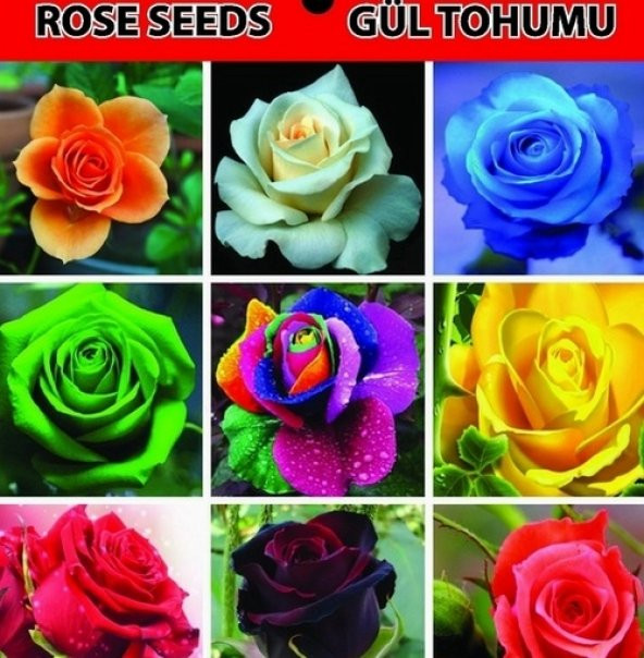 25 Adet Pembe Beyaz Küpe Çiçeği Tohumu + 10Adet Gül Tohumu - 5