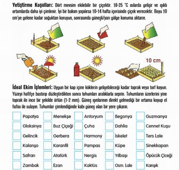10 Adet Pembe Gazanya Çiçeği Tohumu + 10 Adet Gül Tohumu - 3