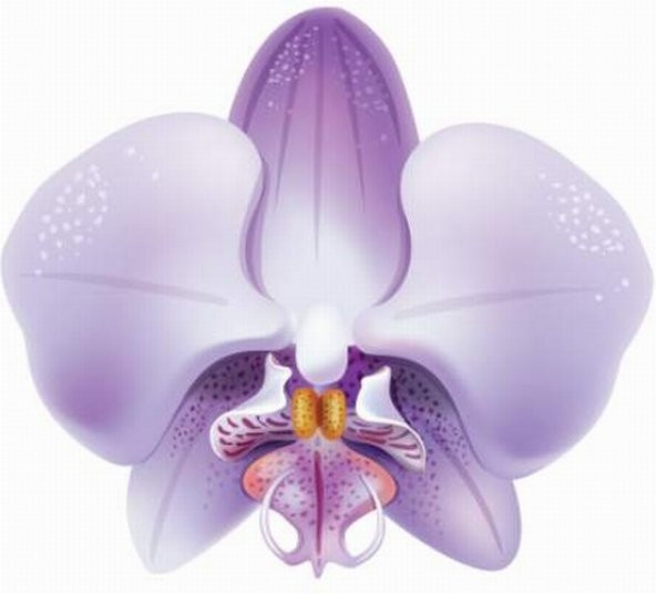 10 Adet Phalaenopsis Lila Orkide Tohumu + 10 Adet Tohum N11.7268 - 1