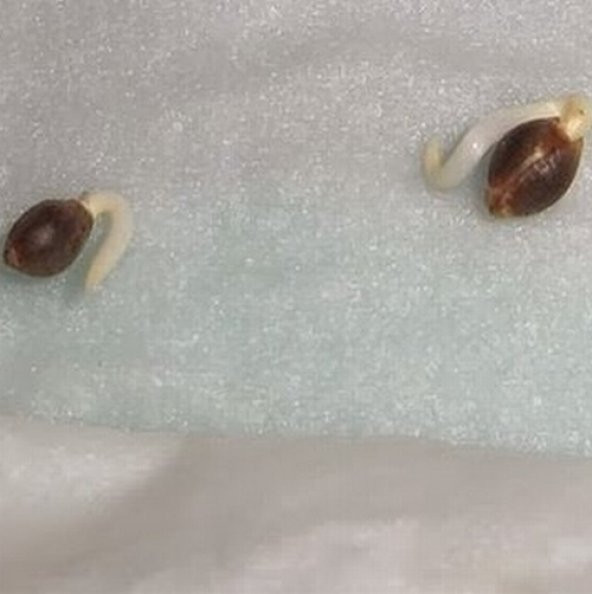 25 Adet Turuncu Gazanya Çiçeği Tohumu + 10 Adet Gül Tohumu - 7