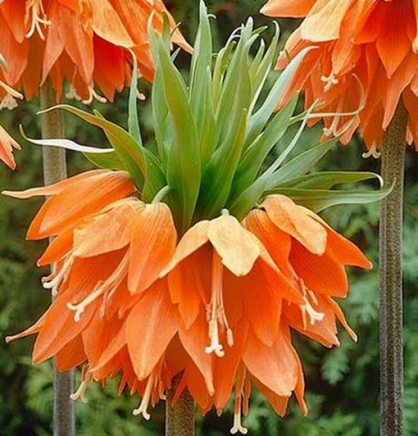 10 Adet Turuncu Ters Lale Tohumu + 10 Adet Gül Çiçek Tohum ürün görseli 1