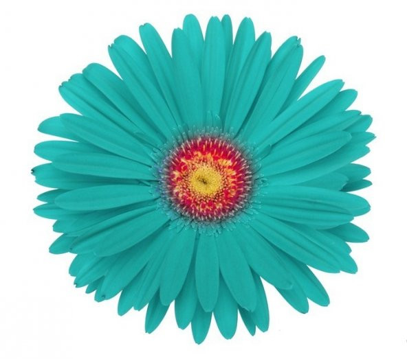 25 Adet Turkuaz Gerbera Çiçeği Tohum + 10 Adet Lale Tohumu