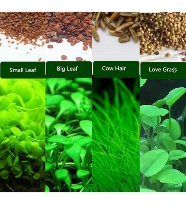 200 Adet 4 Farklı Akvaryum Süs Bitkisi Tohumu