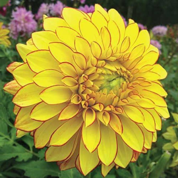 10 Adet Sarı Renk Dahlia Tohumu + 10 Adet Gül Tohumu N11.7364