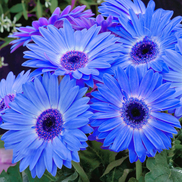 25 Adet Mavi Gerbera Çiçeği Tohum +10 Adet Lale Tohumu