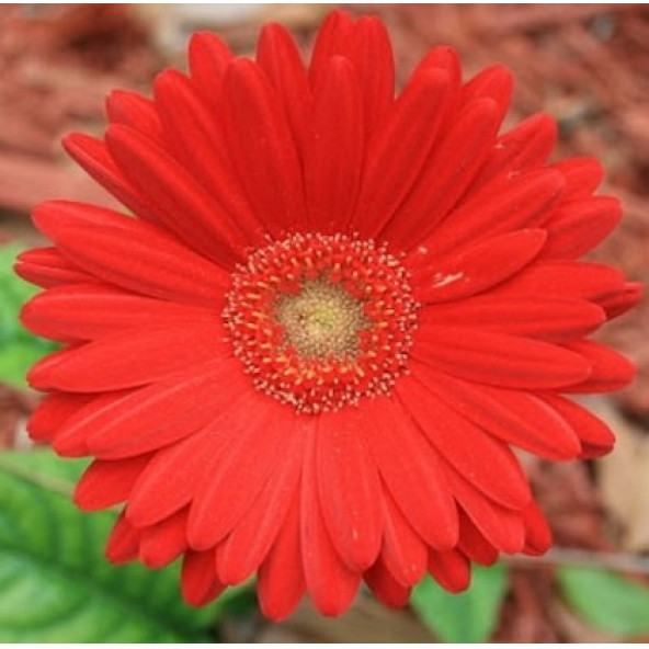 25 Adet Kırmızı Gerbera Çiçeği Tohum + 10 Adet Lale Tohumu