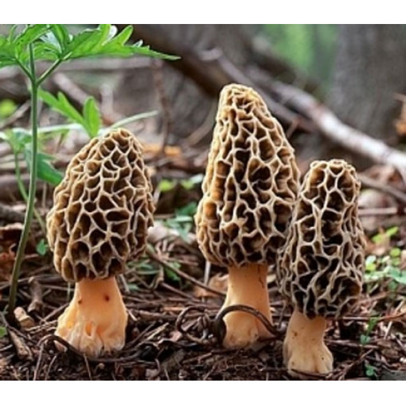 10 Adet Kuzu Göbeği Mantar Tohumu + 10 Adet Gül Tohumu