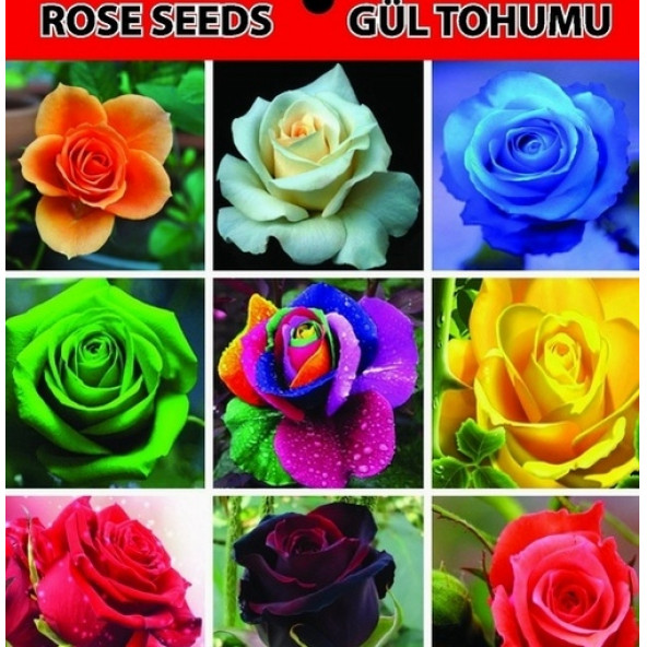 50 Adet Gül Tohumu + 10 Adet Tohum - 2