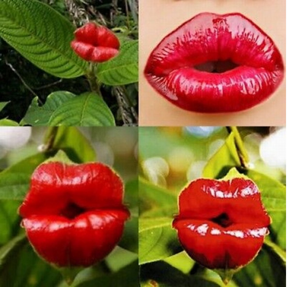 10 Adet Öpüçük Çiçeği Tohumu + 10 Adet Gül Tohumu