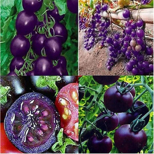 10 Adet Mor Domates Tohumu + 10 Adet Gül Tohumu