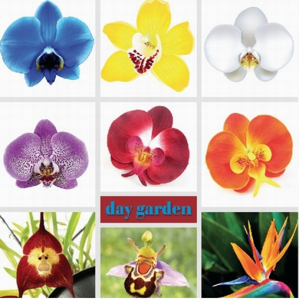 100 Adet Orkide Tohumu + 10 Adet Hollanda Gülü Tohumu ürün görseli 1