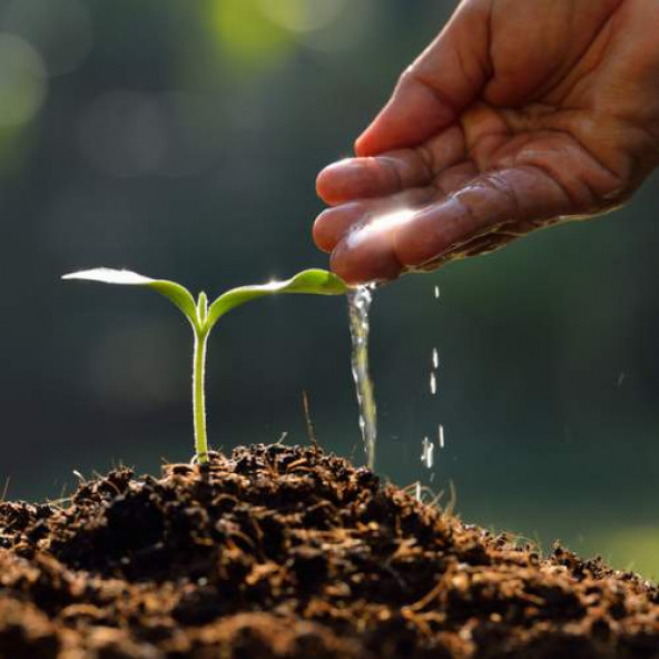 100 Adet Orkide Tohumu + 10 Adet Hollanda Gülü Tohumu - Resim 6