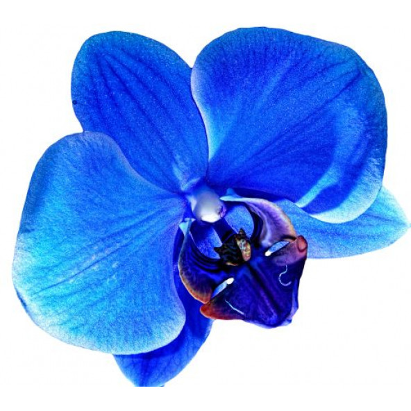 100 Adet Orkide Tohumu + 10 Adet Hollanda Gülü Tohumu - Resim 8