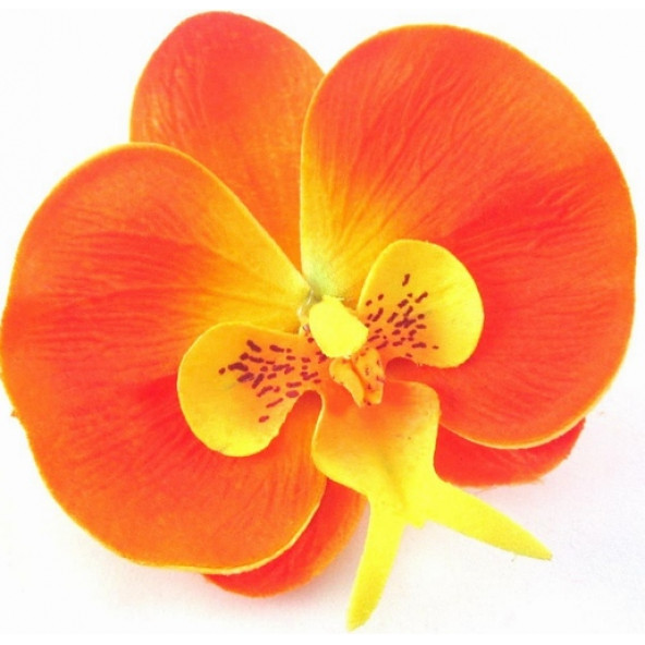 100 Adet Orkide Tohumu + 10 Adet Hollanda Gülü Tohumu - Resim 11